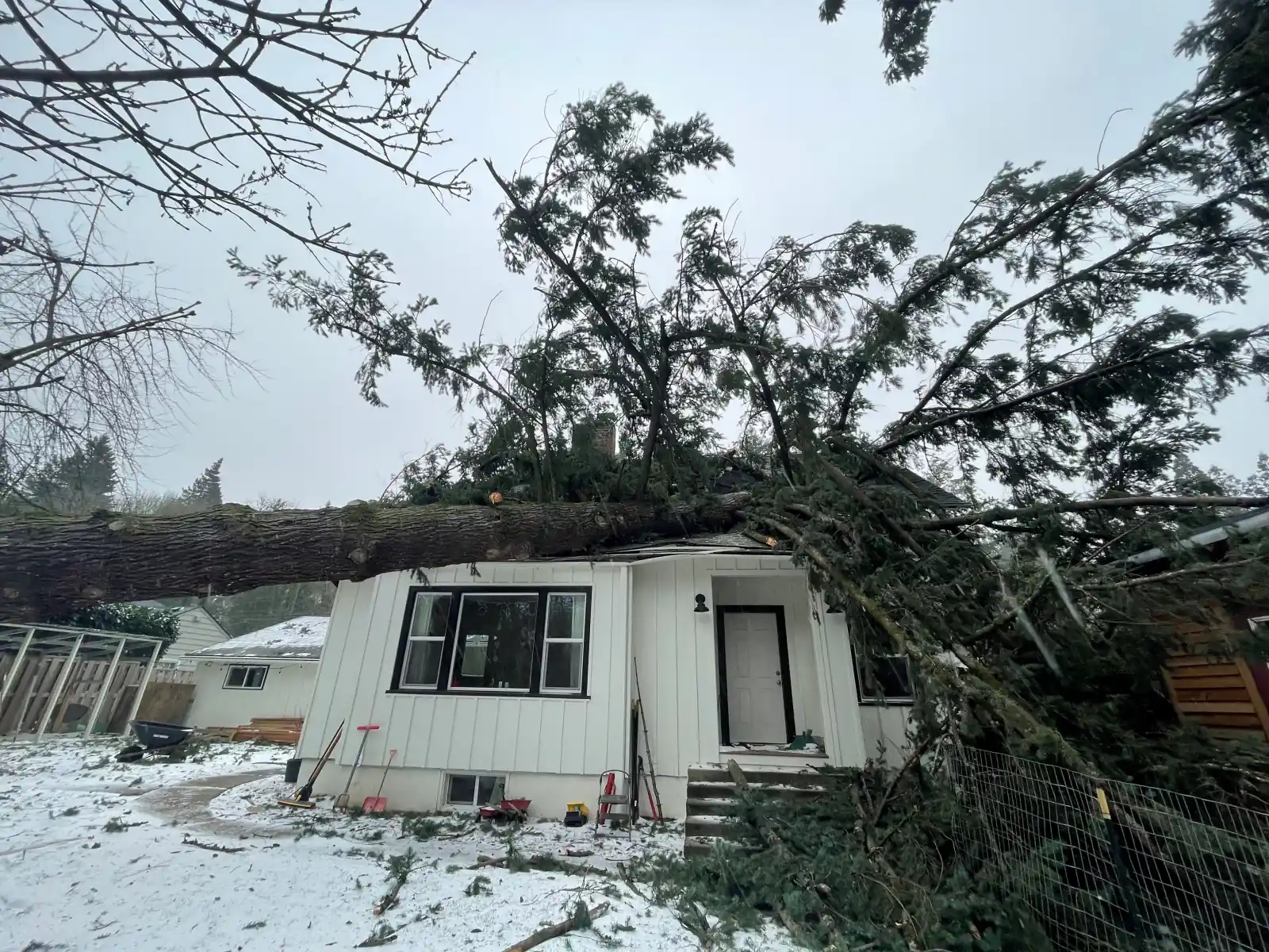 Large evergreen fallen across the roof of a house with snow on the ground
