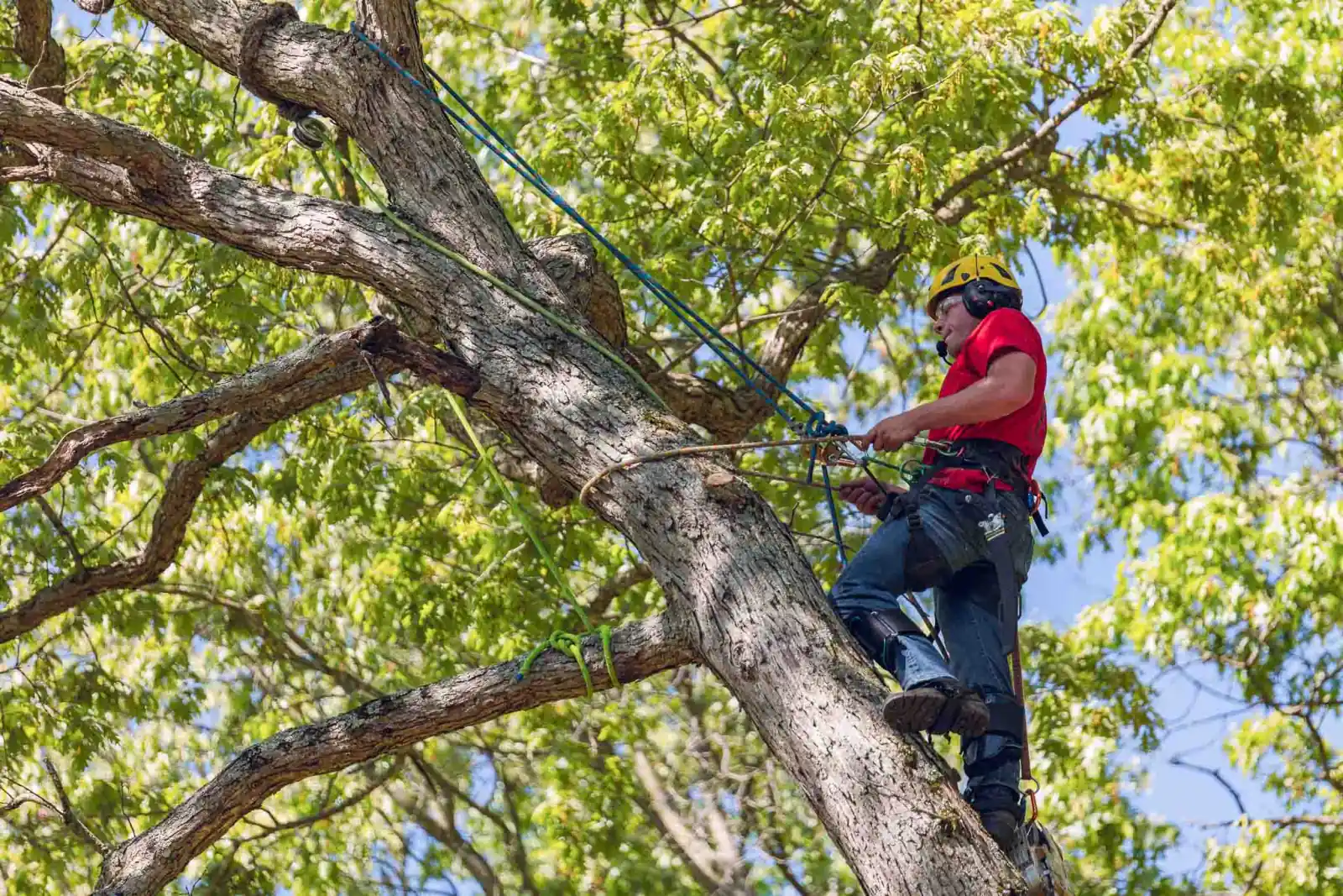 Climber roped into the canopy of a large tree working from a harness
